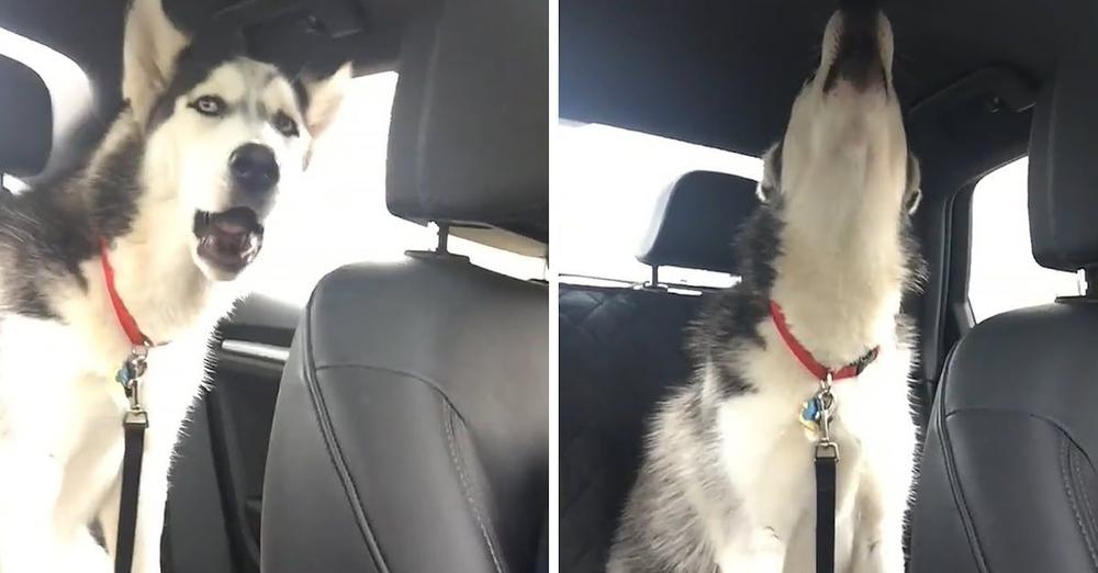 Husky Is Disappointed With The Rain, Lets Mom Hear All About It