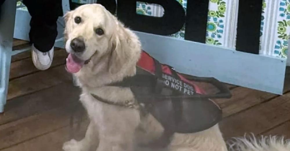 Blind woman denied service at restaurant because of her service dog, cursed at by owner