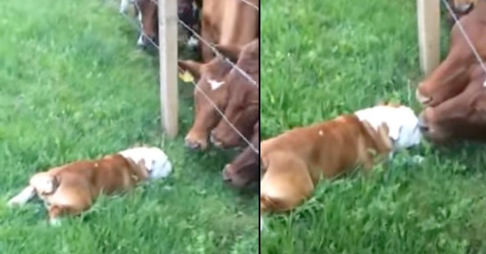 Friendly Bulldog Shyly Approaches Cattle, Gets Rewarded With Lots Of Kisses
