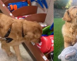 Dog rescued from the street gets to pick out his first-ever toy in heartwarming video