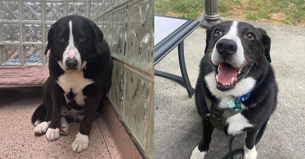 Shelter dog was “heartbroken” after losing home of 8 years — transforms after a familiar face comes to visit