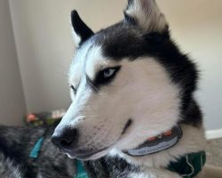 Woman notices her rescue husky acting strangely — then realizes how he saved her life