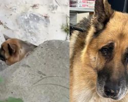 German shepherd found abandoned with ziptie around mouth now battling cancer