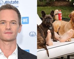 Neil Patrick Harris writes tribute to late dog Ella after tragic accident: “massive loss”