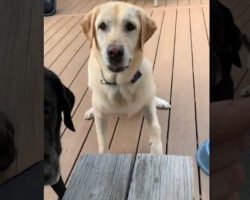 Dogs Proudly Bring Over The Tiniest Stick Ever To Play Fetch With