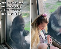 Zookeeper brings her newborn baby to meet her gorilla friends and they have the sweetest reactions