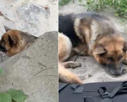 German shepherd was left to die in canyon with mouth zip-tied shut — hikers rescue him