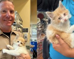 Trooper saves scared kitten from highway — then comes back to adopt her