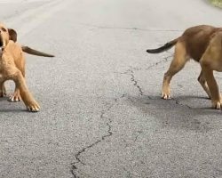 Woman Rescues Two Feral Puppies While Driving Home, Returns For Their Blind Mom