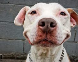 Stray Dog Won’t Stop Smiling After Man Rescues Him Off The Street And Takes Him Home