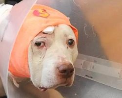 Deaf Dog Who Took Bullet To Protect Owner And Ended Up Homeless, Has A Second Chance
