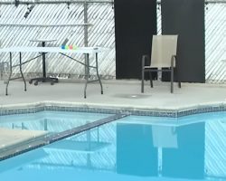3 Tragically Hospitalized And Dog Dead After Bees Swarm Local Backyard