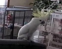 Cockatoo Dances In Tempo To ‘Another One Bites The Dust’