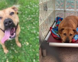 Dog rescued from life of cruelty has been in shelter for 3 years — still looking for a home