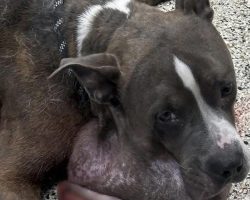 Dog rescued from neglect had a 7-pound tumor on his face — now his life has changed forever