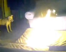 Dog accidentally causes huge fire in home — fire department warns of hidden household danger