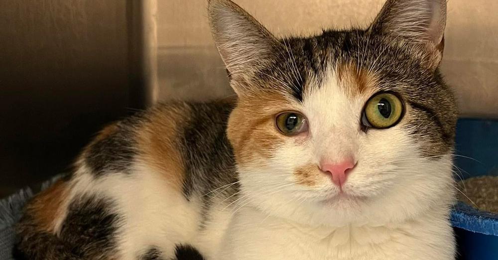 Update: Espresso, shelter cat passed over due to different-sized eyes, finally adopted — congrats ❤️