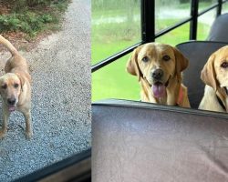 Abandoned dog chases after doggy daycare’s “pup bus,” begging for a ride — it leads to a happy ending