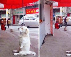 Short-Legged Dog Melts Hearts As It Patiently Waits For Free Fried Chicken From Stall