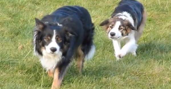 Border Collies Make Their Own Fun When Not Herding Sheep