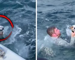 Dog Rescued After Being Discovered All By Himself In Middle Of Sea