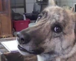 Dog Owner Knows Exactly What The Ultimate Dog Tease Is All About In Classic Video