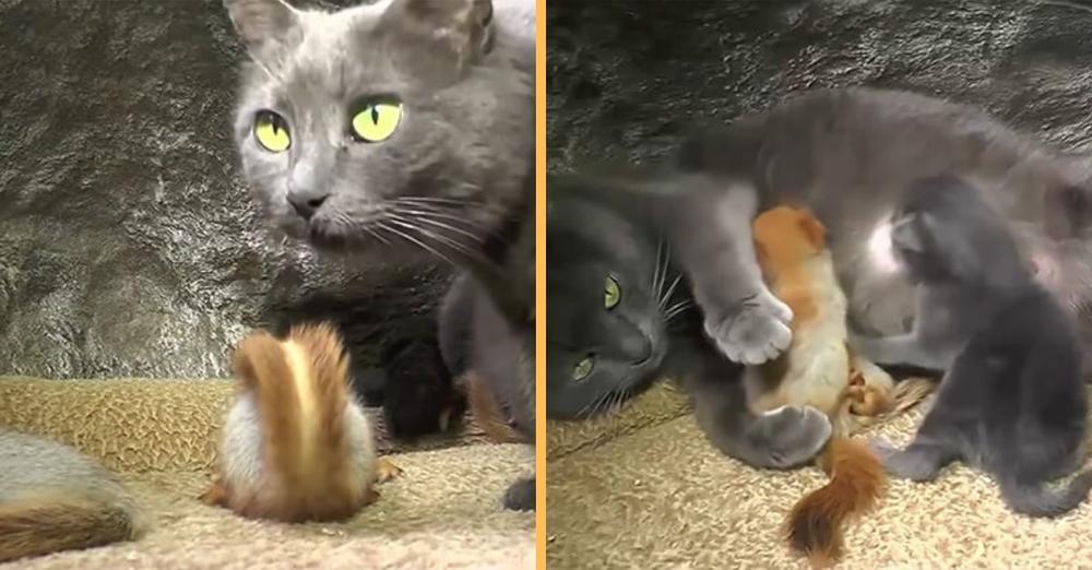 Mama Cat Adopts 4 Orphaned Baby Squirrels