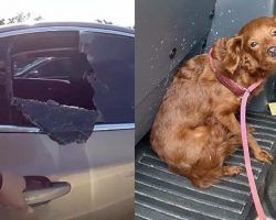 Sheriff’s deputies shatter window to save poor puppy left inside 120-degree car