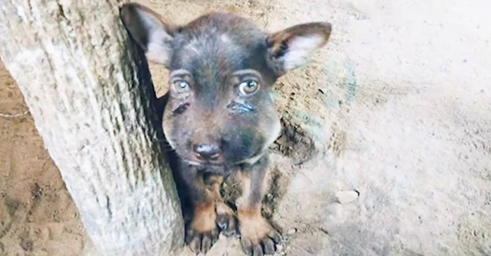 Guy Finds Puppy With Painfully Swollen Face Clouded With Tears