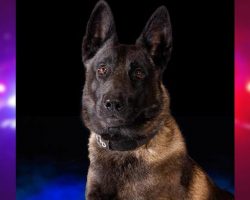 Police K9 dies after being left in hot vehicle after air conditioner malfunction