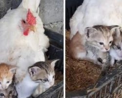 Mаma Hen With A Gоlden Heаrt Sheltеrs Three Kittеns