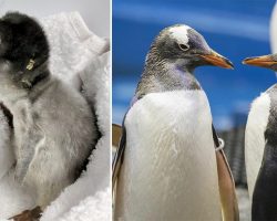‘Absolute naturals’: Same-sex penguin couple welcome their second adopted penguin