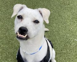 Dog with ‘charming underbite’ waited 145 days after being returned to shelter — now his luck has finally turned around