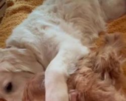 Golden Retriever Shares ‘Cuddle Clone’ With New Fur Brother
