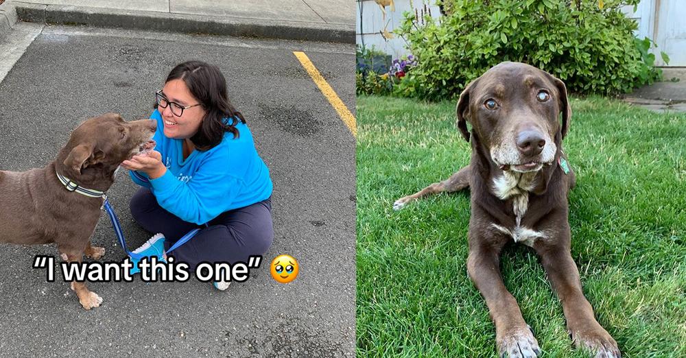 Woman adopts blind, ailing senior dog from shelter, makes his life amazing for his last 28 days