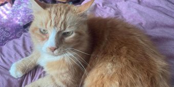 Woman steps up to save senior cat after neighbors abandon him during move