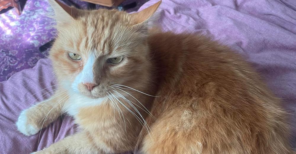 Woman steps up to save senior cat after neighbors abandon him during move