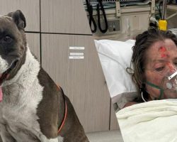 Hero dog risks life to protect bedridden owner during house fire