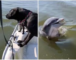 Friendly Dolphin Follows Boat All Day And Frequently Emerges To Greet Dogs