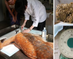 ‘Starving’ deer dies, only for vets hearts to break as they find 9 lbs of plastic inside her stomach