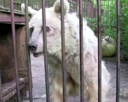 For 30 years the bear was held in a cage – now look at her eyes when the gate opens