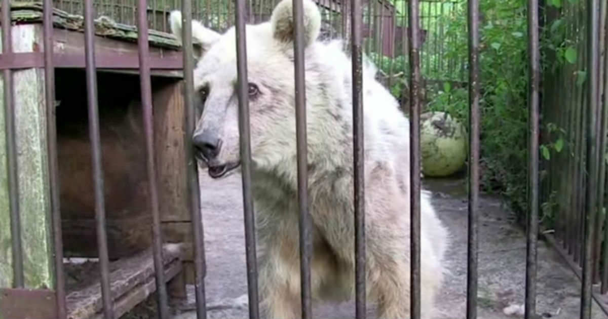 For 30 years the bear was held in a cage – now look at her eyes when the gate opens