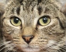 Allentown, Pennsylvania becomes latest city to ban declawing cats
