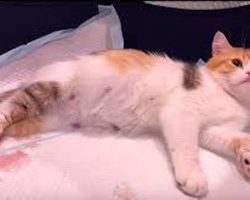 Very pregnant mama cat gives birth to 5 kittens with completely different colors