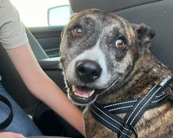 Shelter dog spent 6 years waiting for a home — now she finally has a happy ending