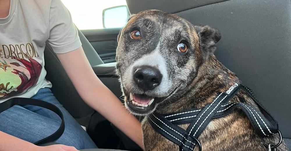 Shelter dog spent 6 years waiting for a home — now she finally has a happy ending