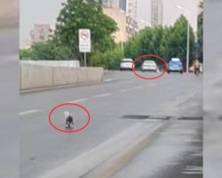 Puppy Didn’t Realize She Was Being Dumped, Then Ran After Her Owner’s Car For Over A Mile