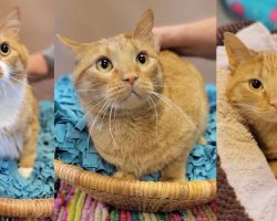 Trio of kittens ended up in shelter after hurricane — now looking for new home together