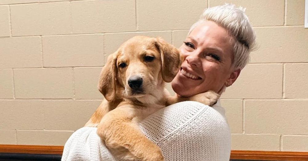 Music star Pink fostering puppy on her tour, aiming to find him a forever home