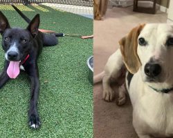 Dog best friends each spent months in shelter — then find a home together